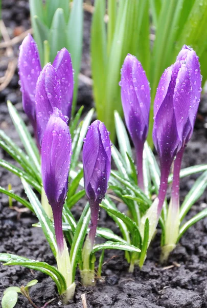 Violet crocus flowers in soil — Stock Photo, Image