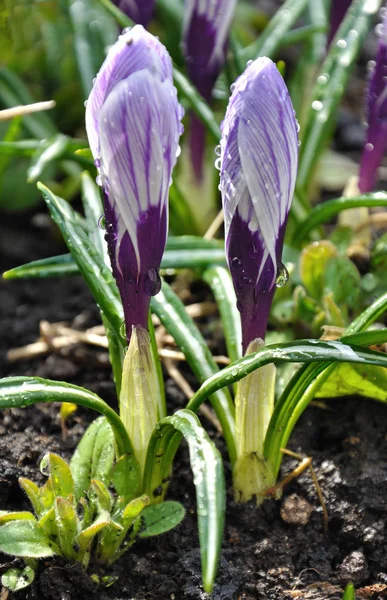 Water drop on the crocus flowers — Stock Photo, Image