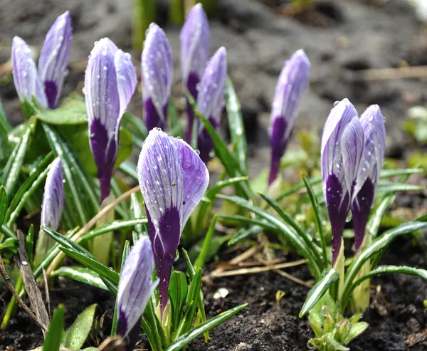 Violet crocus flowers — Stock Photo, Image