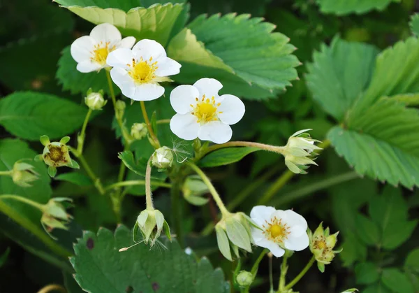 Flores de fresa —  Fotos de Stock