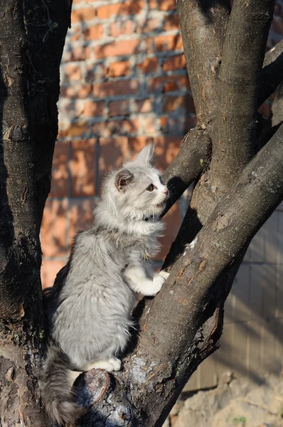 Kat op een boom — Stockfoto