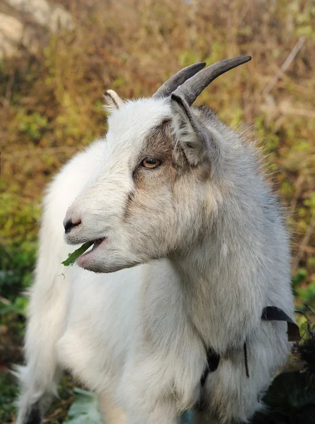 Goat chewing — Stock Photo, Image