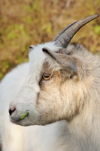 Cabeza de cabra — Foto de Stock