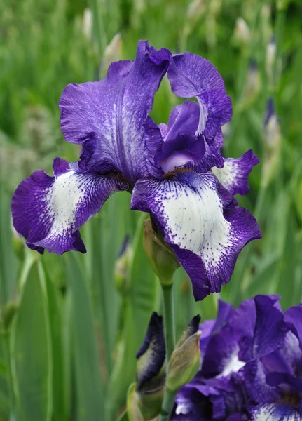 Iris blooming Stock Image