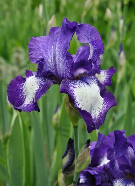 Iris blooming Stock Photo