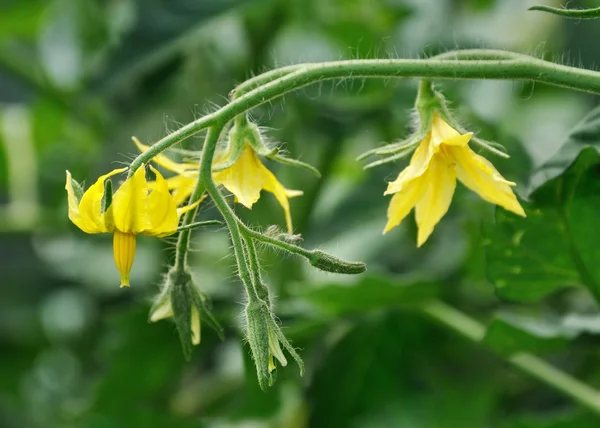 Tomatoe flower — Stock Photo, Image