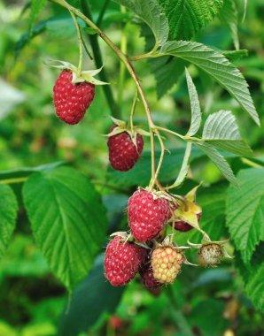 bir baston olarak ahududu