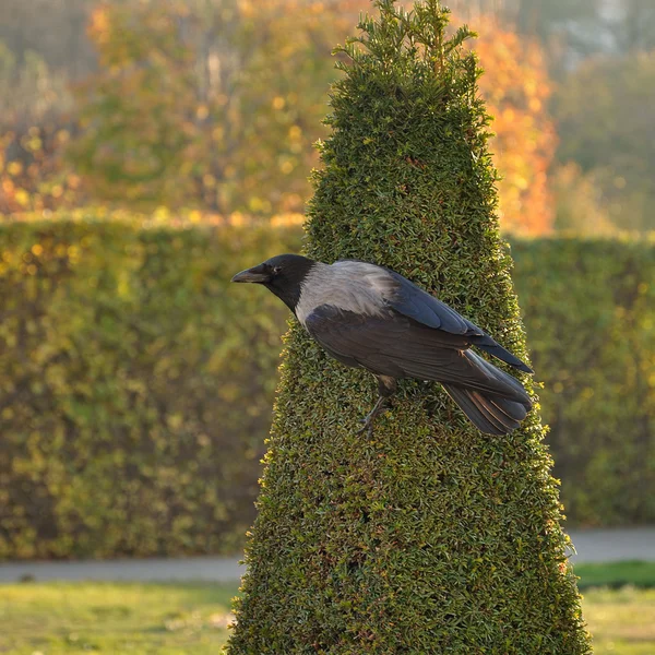 Ворона на дереве — стоковое фото