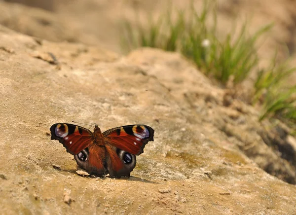 Бабочка-павлин — стоковое фото