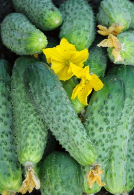 Salatalık toplu ve çiçekler