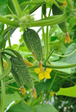 sera içinde salatalık