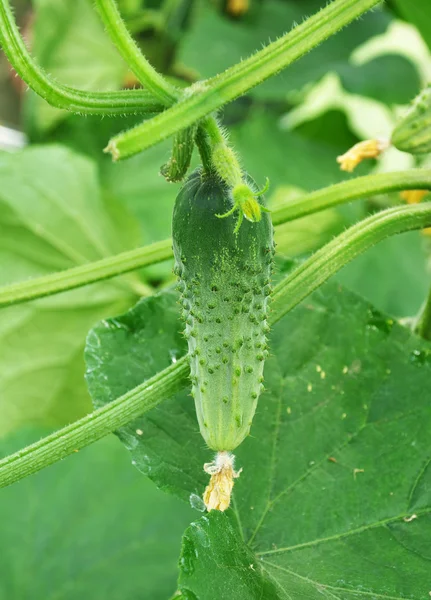 Cucucmber — стокове фото