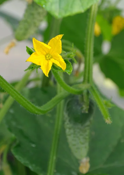Flower of cucumber — Stock Photo, Image