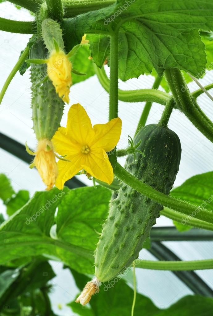 cucumber and flower in greenhouse
