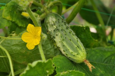 salatalık ve çiçekler