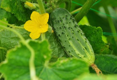 Growing cucumber and flower