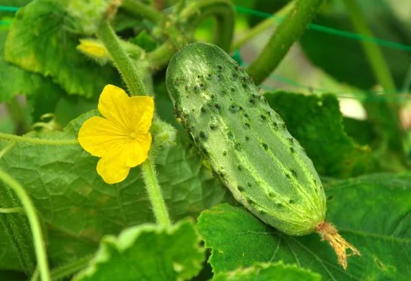 Groeiende komkommer en de bloem — Stockfoto