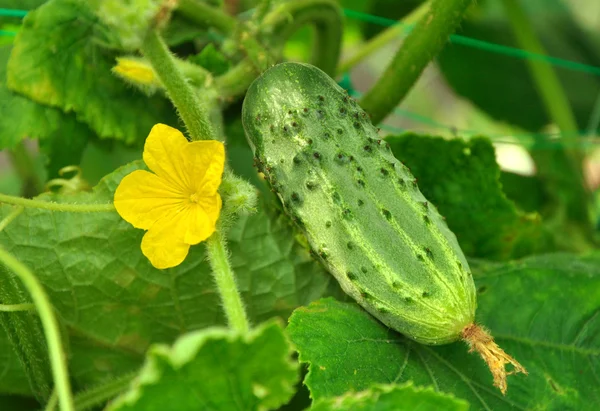 Concombre en croissance et sa fleur — Photo