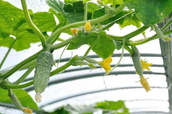 Cucumber and flower in greenhouse — Stock Photo, Image