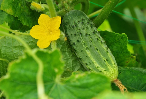 Growing cucumber and flower