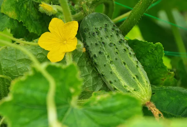 Groeiende komkommer en bloem — Stockfoto