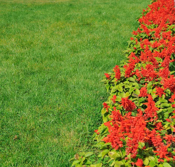 Herbe verte et fleurs rouges — Photo