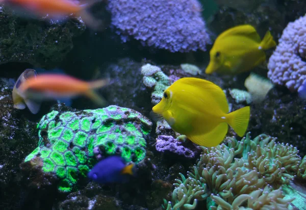 在一片珊瑚礁上的黄色小鱼 — 图库照片