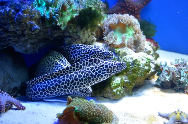 Benekli morays ailesi