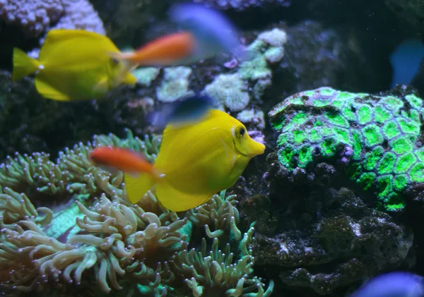 Gele zeilvindoktersvis op een koraal rif — Stockfoto