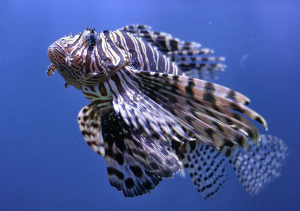 Pesce leone in acqua — Foto Stock