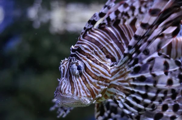 Lionfish in blauwe water — Stockfoto