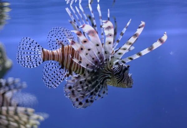 Pez león en el agua — Foto de Stock