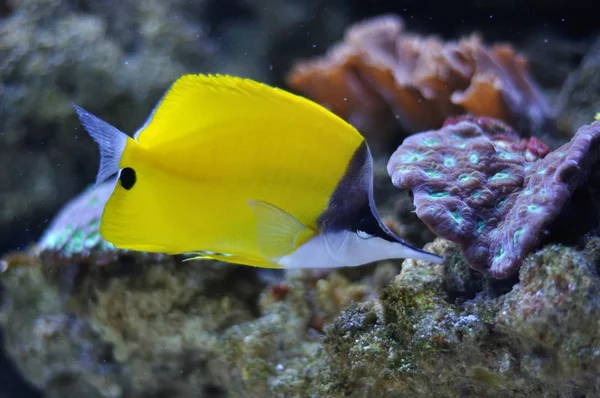 Poisson chirurgien jaune — Photo