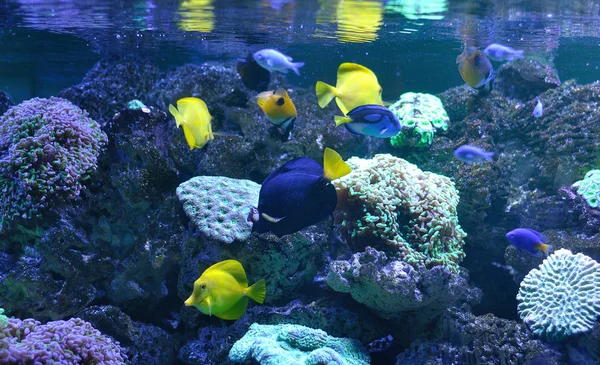 Fiskar på ett korallrev — Stockfoto