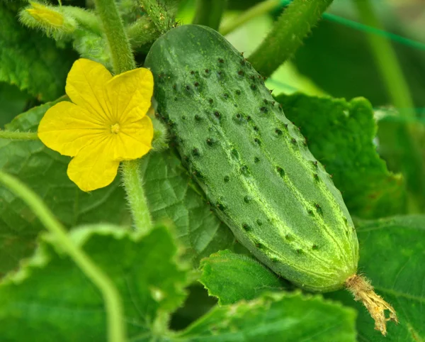 salatalık ve çiçek