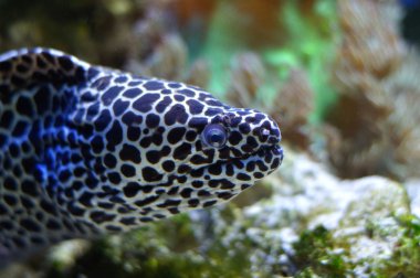 Benekli moray