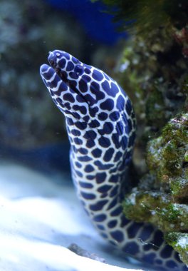 Benekli morays