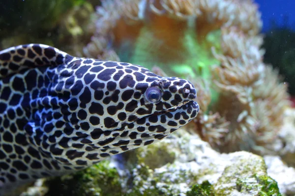 斑点的海鳗 — 图库照片