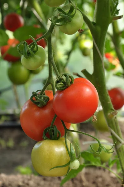 Branch of tomatoes — Stock Photo, Image