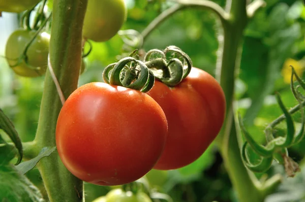 Two tomatoes — Stock Photo, Image