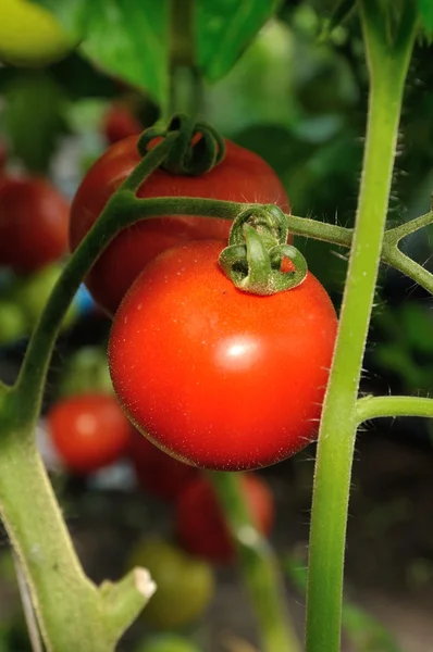 Two tomatoes — Stock Photo, Image