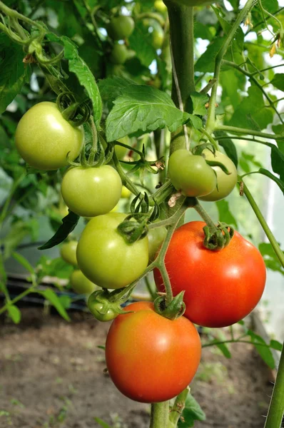 Branch of tomatoes — Stock Photo, Image