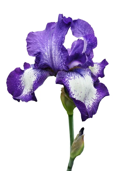 分離されたバイオレット アイリスの花 — ストック写真