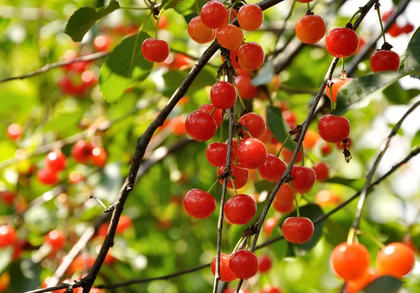 Cerezas rojas brillantes en la rama — Foto de Stock