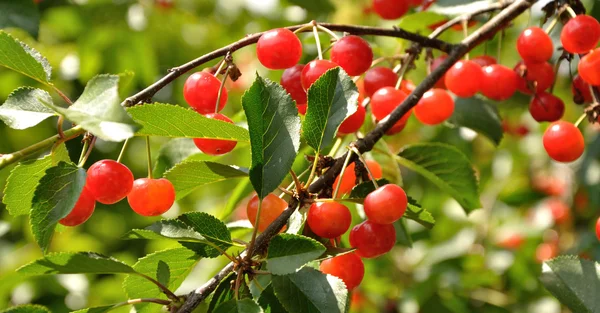 Bright red cherries on the branch — Stock Photo, Image