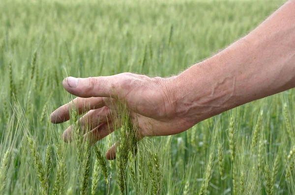 Man's hand aanraken van tarwe — Stockfoto