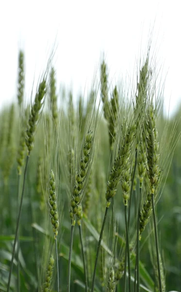 Green wheat — Stock Photo, Image