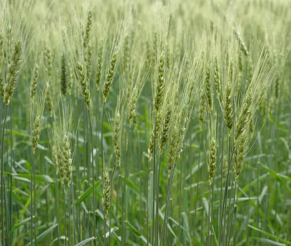 Trigo verde — Foto de Stock