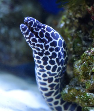 Benekli morays