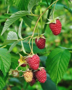 bir baston olarak ahududu